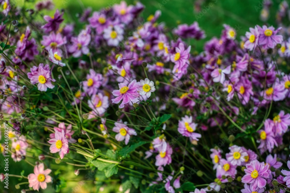 Fototapeta premium flowers in the field