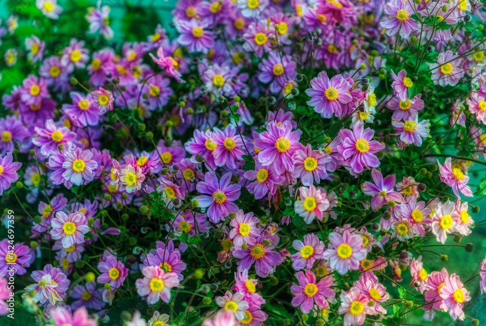 flowers in the garden