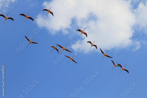 flamingos in flight