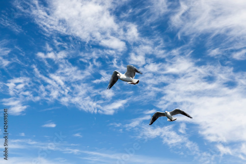 sea gulls in search of food on the Baltic Sea