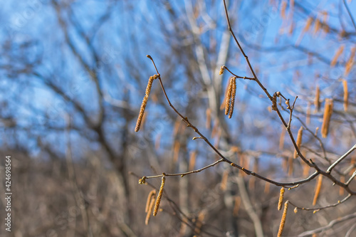 Birch catkins in spring on a branch without leaves. Blue natural background. The concept of early spring. Bright sunny day. The concept of spring pollen allergy. Blurred background  copy space