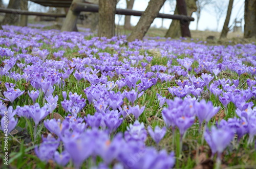  spring crocuses bloomed