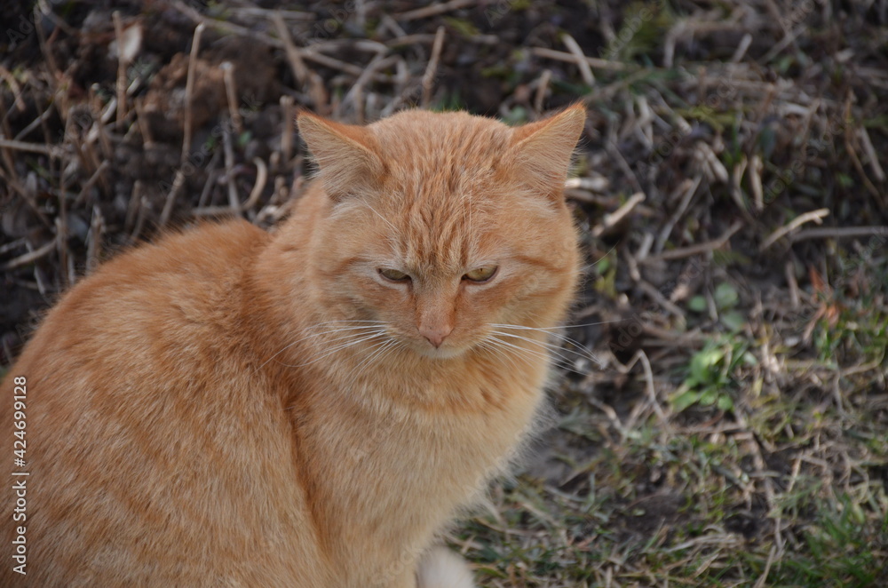 
red cat sitting