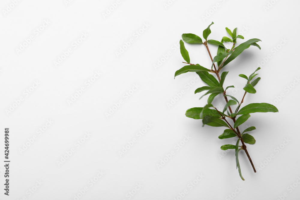 Pomegranate branch with green leaves on white background, top view. Space for text Pomegranate branch with green leaves on white background, top view. Space for text