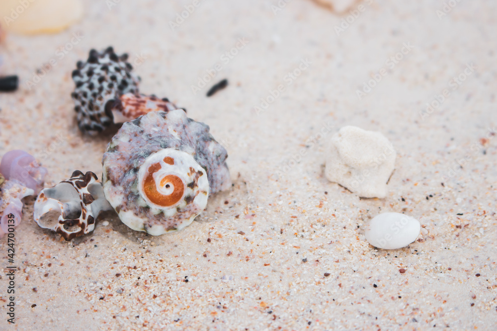 Colorful sea shells on the beach. Shellfish on the sand. Sea bottom close up. Small shells macro. Wild nature concept. Marine nature. Mollusk on the beach. Nature closeup. Summer vacations concept. Colorful sea shells on the beach. Shellfish on the sand. Sea bottom close up. Small shells macro. Wild nature concept. Marine nature. Mollusk on the beach. Nature closeup. Summer vacations concept.