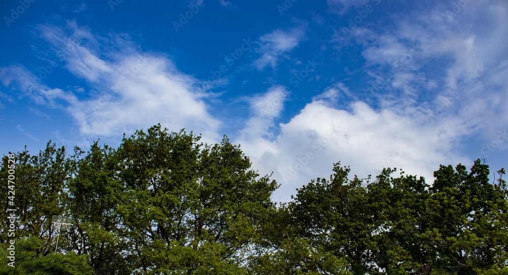 Blue sky with beautiful tree Blue sky with beautiful tree