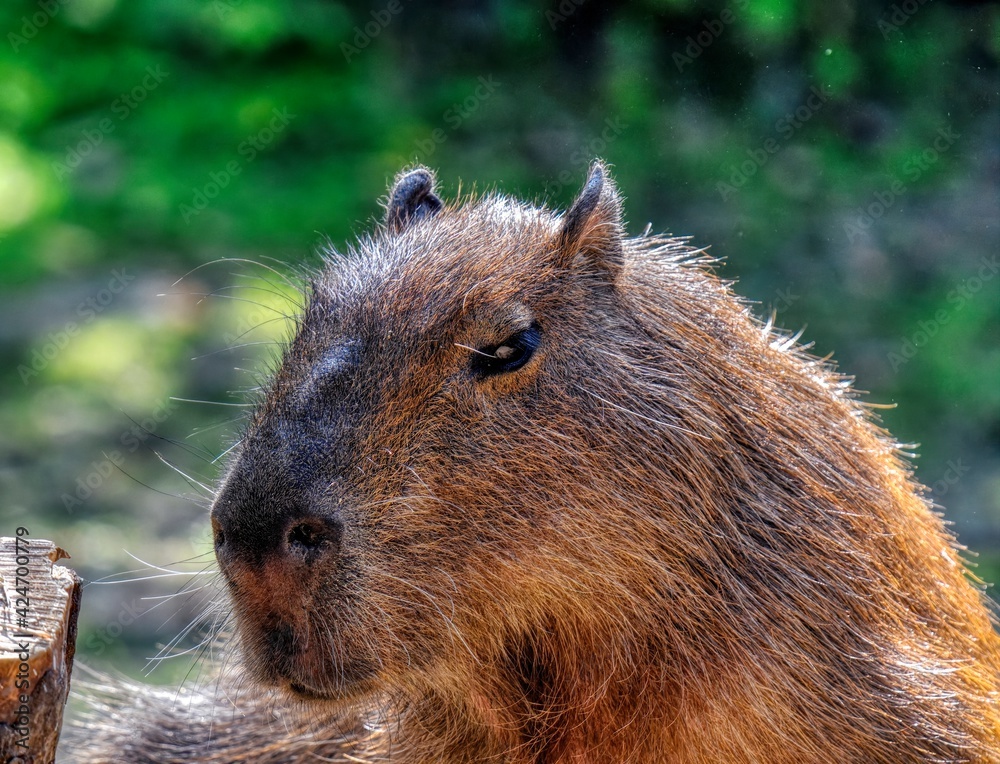 Capybara Capybara