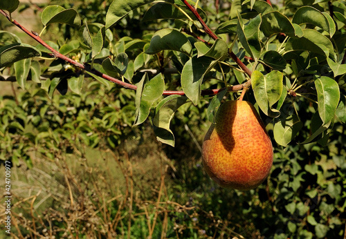 A beautiful Forelle pear still on the tree photo