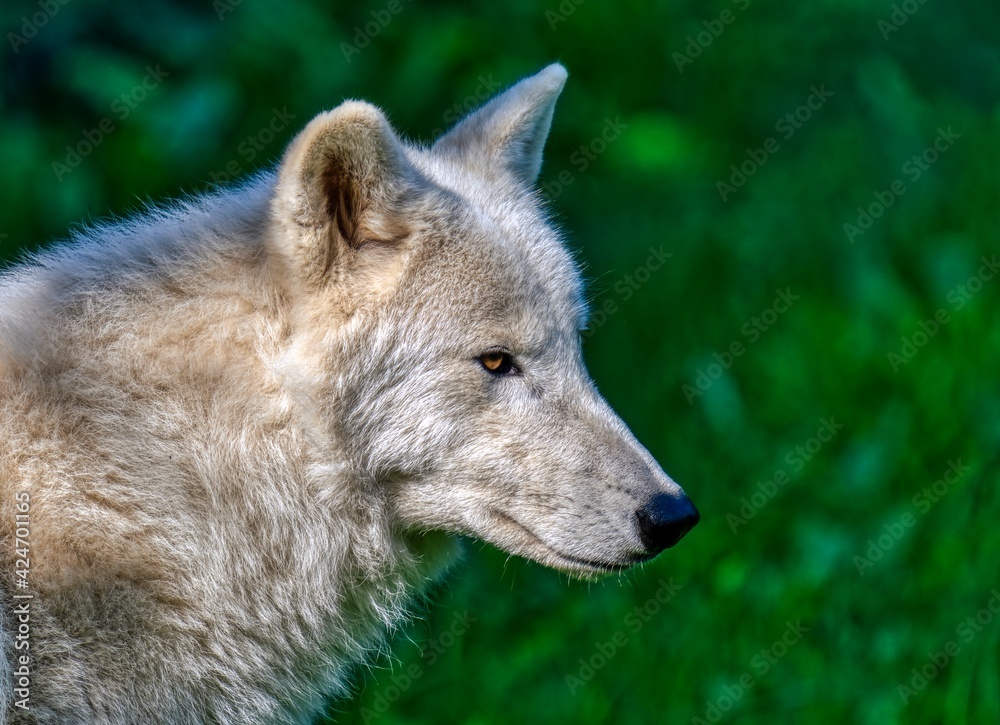Hudson Bay Wolf