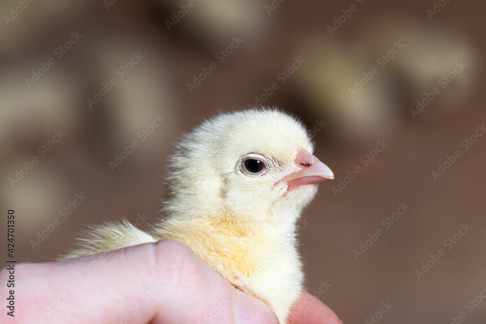 chicken chicks at a poultry farm, close up chicken chicks at a poultry farm, close up