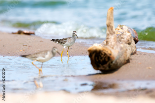 A yellow-legged shorebird on a sandy shore on a bright summer day 