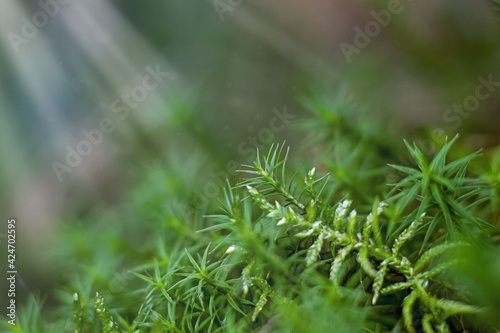 Green moss. Macro photography of moss. Green summer background. Summer photography with sun rays photo