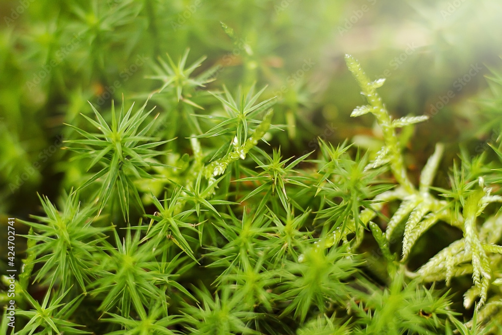 Green moss. Macro photography of moss. Green summer background. Summer photography with sun rays Green moss. Macro photography of moss. Green summer background. Summer photography with sun rays