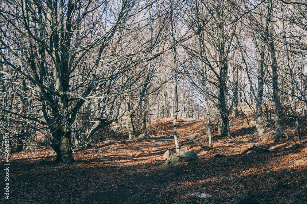 Fototapeta premium beautiful wide panorama of the autumn with dry fallen leaves covering the ground with a solid fluffy carpet and trunks of bare trees