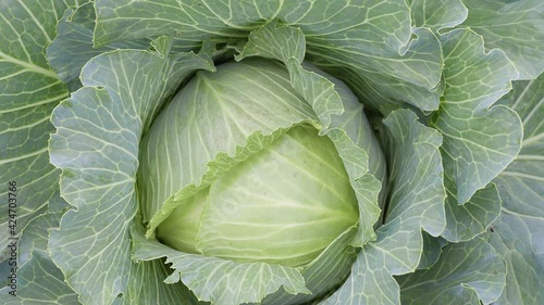 Growing white cabbage, natural background. Cabbage leaf texture. ripe vegetable