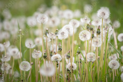 Fluffy dandelions on the lawn in the park. Amazing meadow with wildflowers. Beautiful rural landscape. Selective focus. Spring symbol.