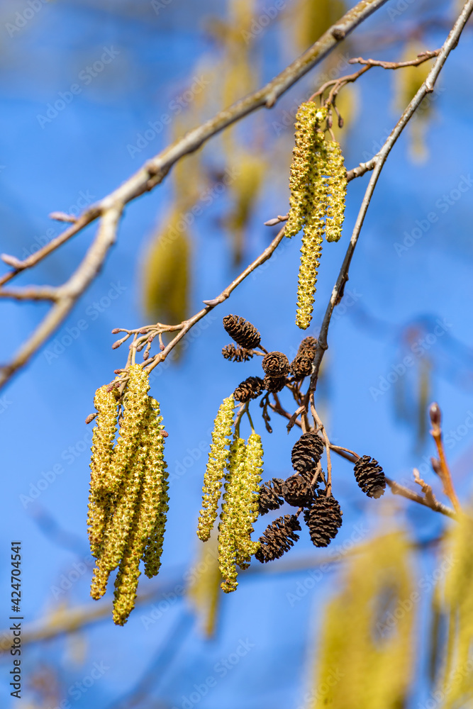 Blooming hazel tree branches during spring season Blooming hazel tree branches during spring season