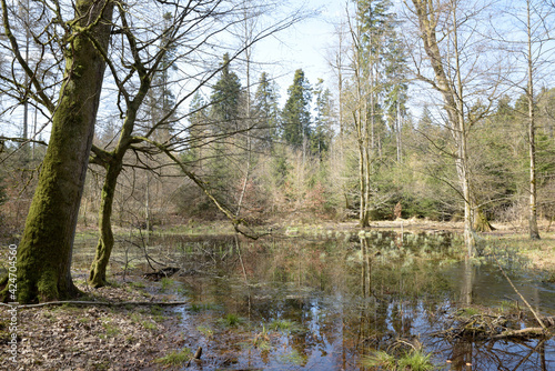 un étang calme dans la forêt au printemps 