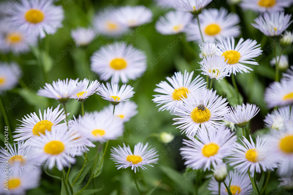 Beautiful wild flowers close-up. Real nature scene with flowering small petals (Erigeron annuus). A light breeze blows summer flowers in a beautiful meadow.