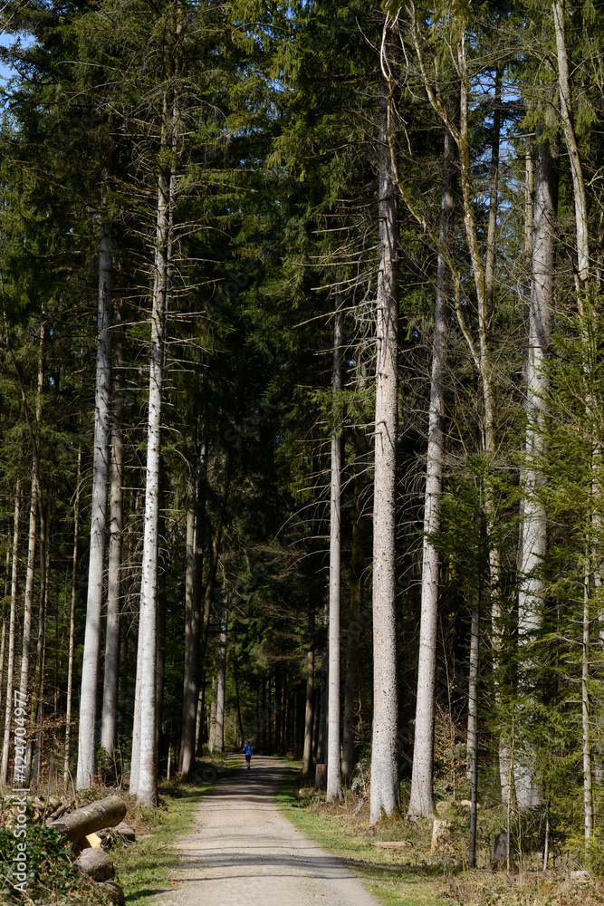 Obraz premium coureur sur un chemin de forêt au printemps - Suisse