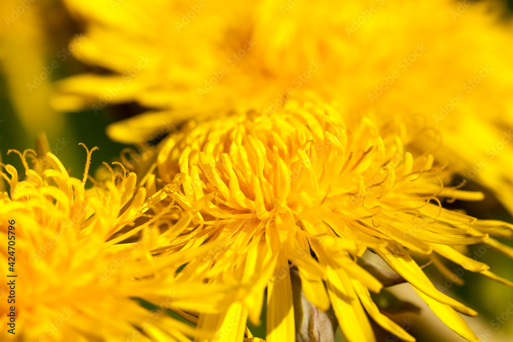 details of yellow fresh dandelions details of yellow fresh dandelions