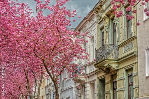 Beautiful cherry blossoms and typical architecture in Bonn Germany