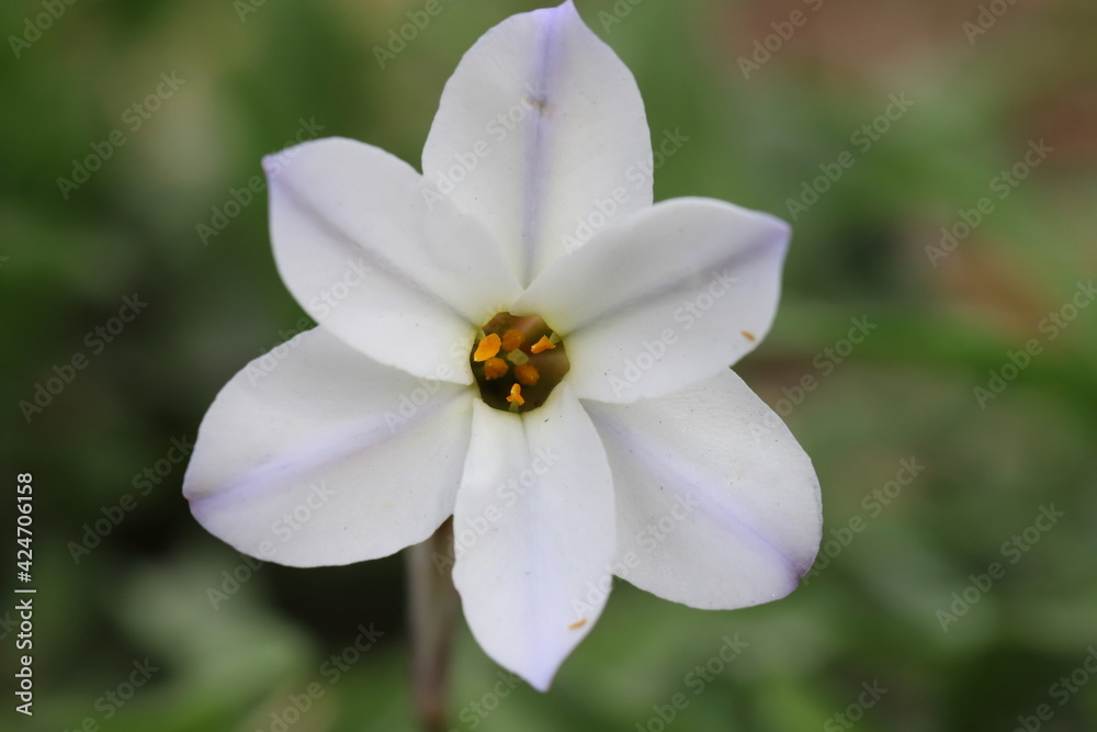早春の花壇に咲くハナニラの花 早春の花壇に咲くハナニラの花