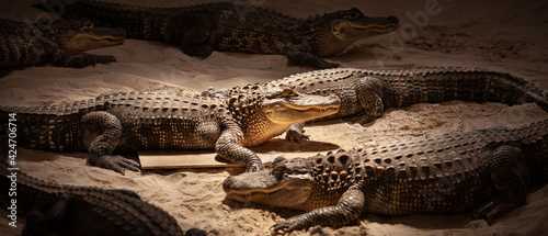 Baby alligator on the sand indoors in the Everglades Park. Crocodiles at the show for tourists. Natural park with different amphibians. Wide view