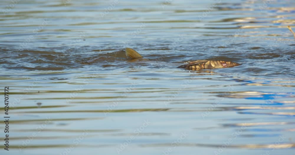 The common carp or European carp (Cyprinus carpio) is breeding in flooded meadow The common carp or European carp (Cyprinus carpio) is breeding in flooded meadow