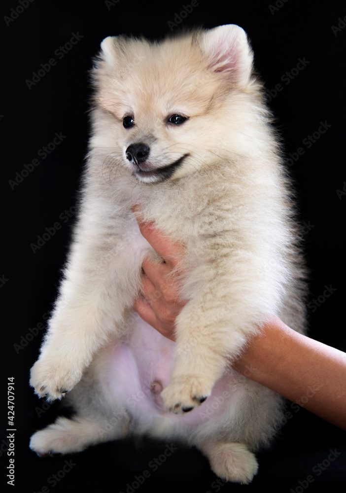 Hands are holding a spitz puppy