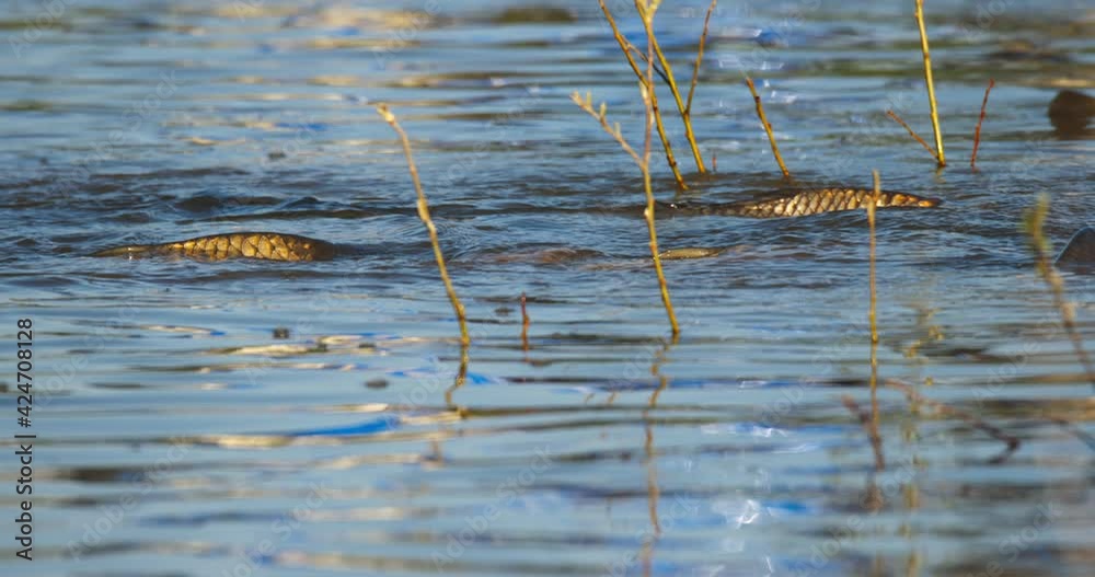 The common carp or European carp (Cyprinus carpio) is breeding in flooded meadow The common carp or European carp (Cyprinus carpio) is breeding in flooded meadow