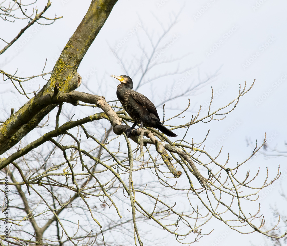 Cormorant sitting on a tree branch