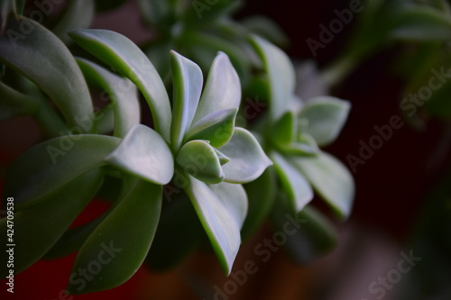 blue and white flower