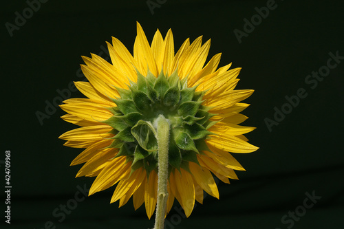 Back Side View of Large Sunflower Isolated on Blurred Background