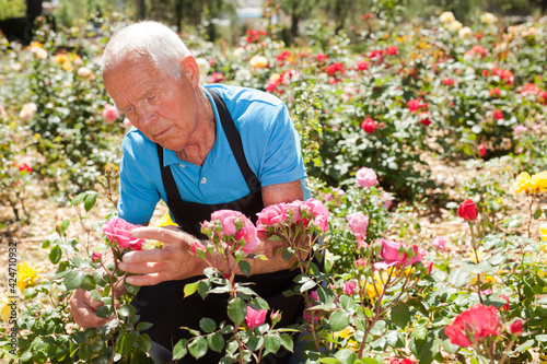Senior male cutting branches of blooming roses at flowerbed