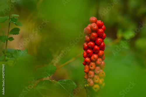 red wild berries