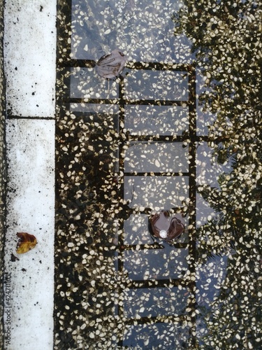 puddle after rain