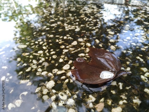 dry leaves in puddles