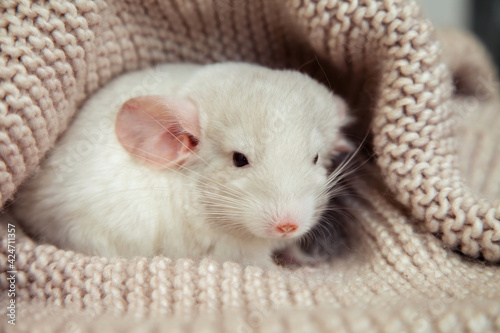 Our pets are small fluffy chinchillas peeks out from under a knitted soft blanket