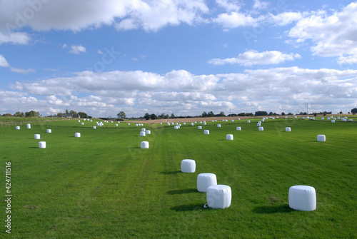 Balles de foins enrubannées dans une prairie photo