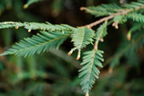 Graceful branch with foliage on blurred background. Close-up selective focus of evergreen Sequoia sempervirens (Coast Redwood Tree) in spring Arboretum Park Southern Cultures in Sirius (Adler) Sochi