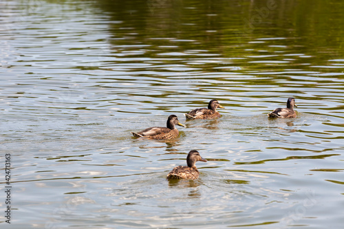 spring season with wild birds ducks