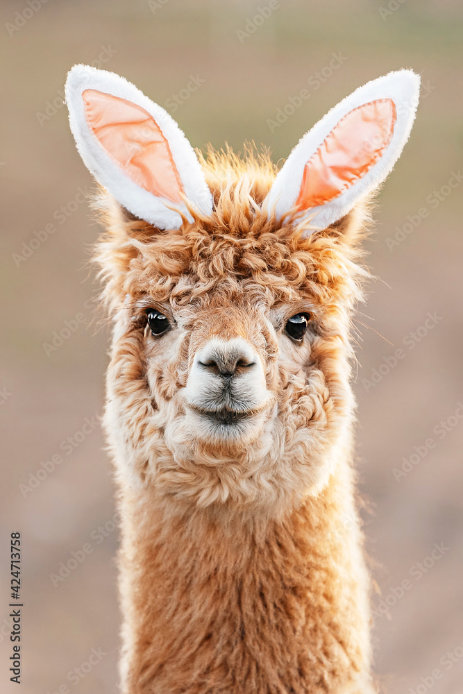 Funny alpaca with bunny ears on its head Funny alpaca with bunny ears on its head