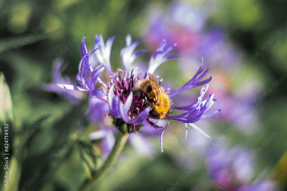 bumblebee in flower bumblebee in flower