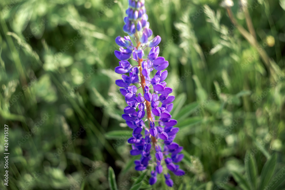 Obraz premium lupine flower