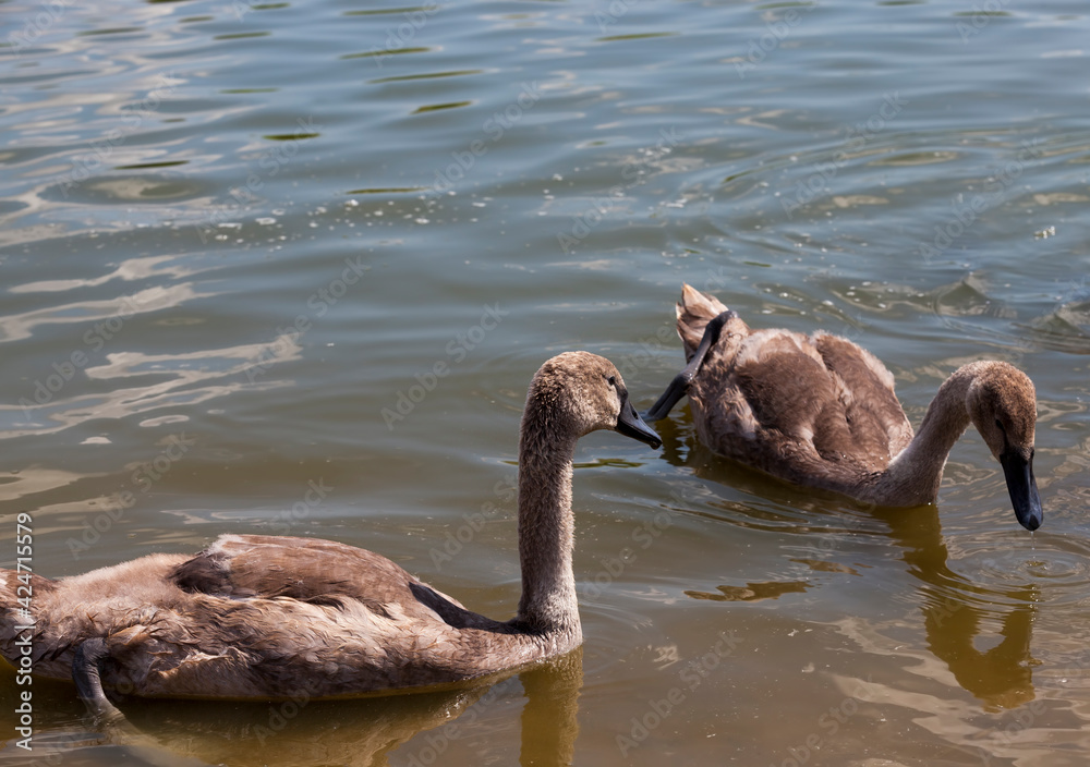 gray young swans in the spring