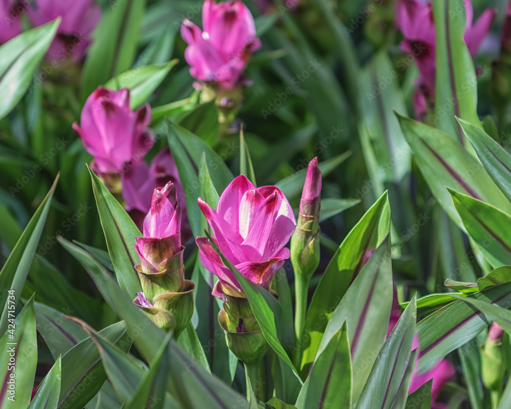 Fototapeta premium Turmeric, Curcuma Siam Splash, Curcuma, Siamese or Thai tulip, the exotic Zingiberaceae family. The healing and cleansing effect for the entire body
