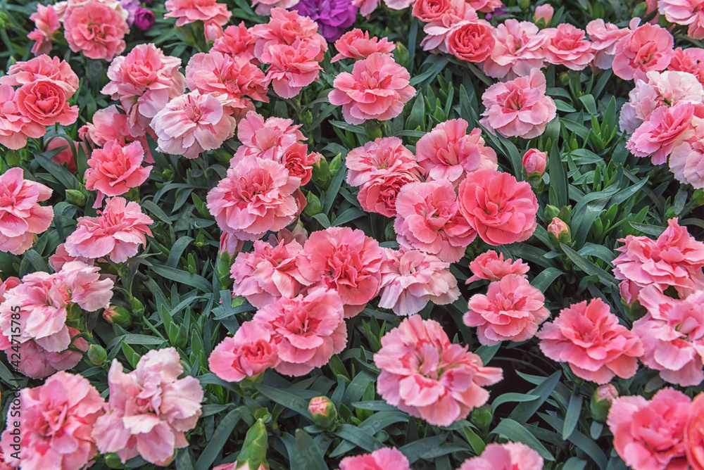 Decorative pink carnations for the garden. Flowers for parks, gardens, balconies