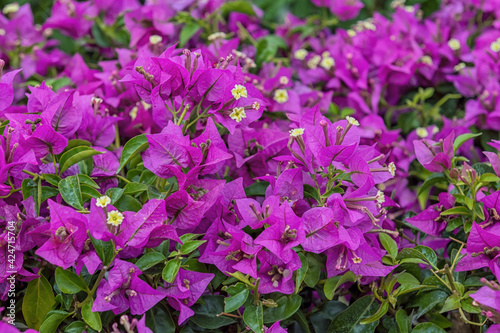 Bougainvillea, a genus of thorny ornamental vines, bushes, and trees. Flowers for parks, gardens, rooms