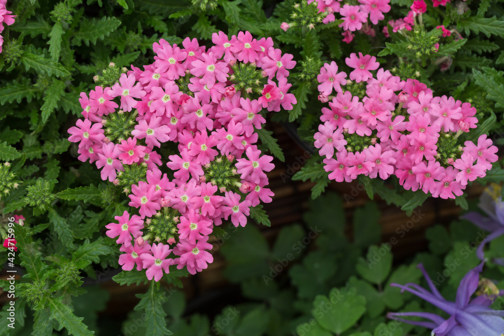 Blooming red flowers beauty sakura and green leaves，Verbena hybrida